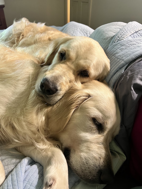 Our resident dogs Gracey and Oscar resting in a bright child-friendly office